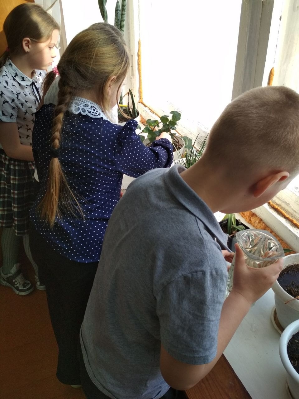 Мы ухаживаем за комнатными растениями.